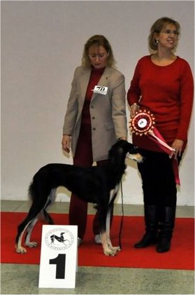 CHIRIN - V1, CAJC, Specialty Sighthound junior winner 2010, JuniorBOB